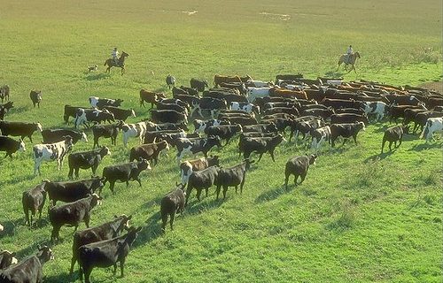 Desarrollo rural en Uruguay