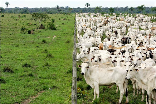 Amazonia brasileña: el reino del ganado
