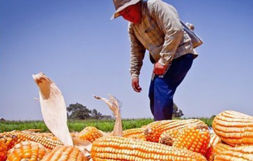 Perú:  aprueban reglamento de la ley de moratoria al ingreso de transgénicos