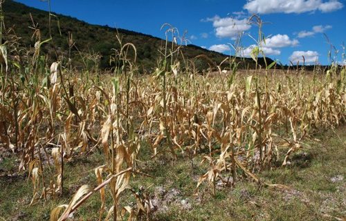 FAO: cambio climático incrementa daños en sector agrícola