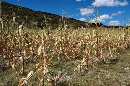 FAO: cambio climático incrementa daños en sector agrícola